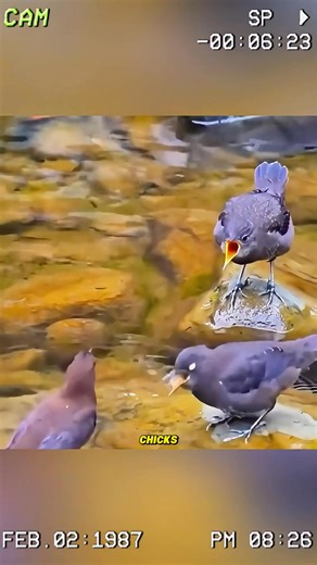 3.6K views · 104 reactions | The bird species that can swim underwater like a fish. #animals #reelsvideoシ #fyp | Animals Around Us | Facebook