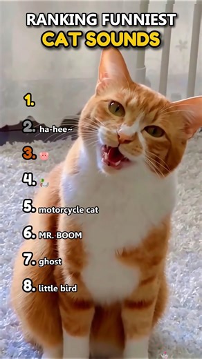 Cats That Sound NOT Like Cats 🗣️