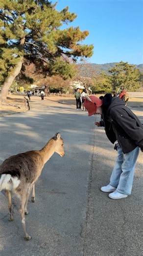 인사🦌 #일본여행 #나라사슴공원 #사슴 #일본
