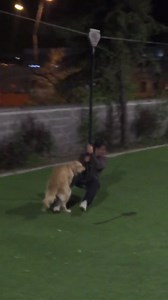 Dog Humps Man on Zipline in Hilarious Video Clip