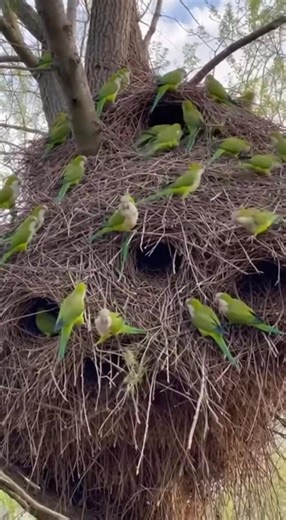 ⭕️ Save Help and Protect Endangered Parrots.. 🆆🅸🅻🅳 🅰🅽🅳 🅵🆁🅴🅴 🔴 Quaker parrots are the engineers of the bird world.... 🔴 What makes the Quaker unique amongst parrots? They build nests from twigs. Quaker parrots are the engineers of the bird world, and Quaker nests really are something to see - they are huge constructions, sometimes as big as a small car, often on manmade objects like telephone poles or streetlights. Inside, the nests are broken down into smaller 'apartments', each hou