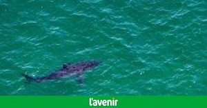 Un plongeur décapité par un grand requin blanc de 6 mètres de long, une première en 2023