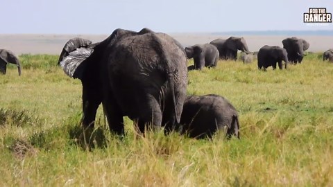 Elephant Herd's Presence in Musiara Marsh