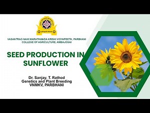 Varietal and hybrid Seed Production in Sunflower