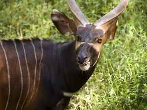 Animal Temporarily Escapes Habitat, Zoo Atlanta Investigating