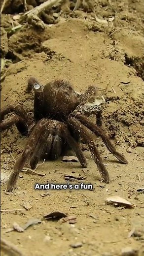Facts you DID NOT know about tarantulas! 🕷️🕷️