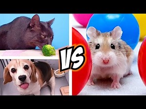 Team HAMSTER vs DOG vs CAT 🐹🐱🐶 Challenges for REAL LIFE PETS, who will win?