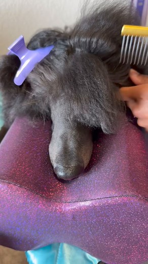 Hair Style ❤️ | About Poodle