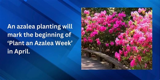 Plant an Azalea Week starts with a kickoff event at Airlie Gardens