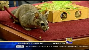 Zoo Day: Ring-tailed cat
