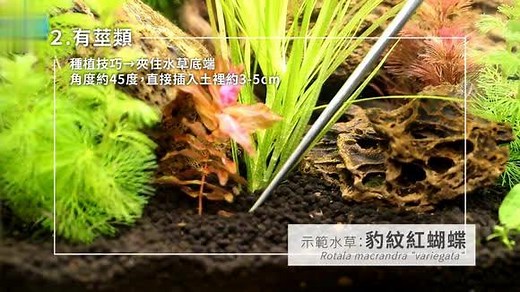 鱼缸里的水草自己种，水族箱造景一次学会5种水草种植技术全公开