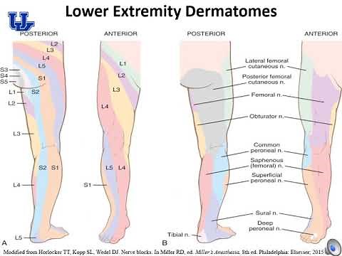 Lower Extremity Nerve Blocks - (Dr. Bauereis)