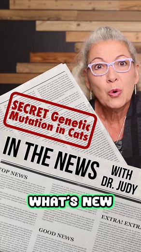 7.1K views · 105 reactions | MDR1 gene mutation found in cats! Awareness is much lower in cats than it is in dogs. ️ Reading: "Multidrug-Resistance 1 (MDR1) Mutation in Cats" by Jennifer Heusser https://todaysveterinarynurse.com/internal-medicine/multidrug-resistance-1-mdr1-mutation-in-cats/ ➡️ MDR1 Testing for MDR1 gene mutation in cats & dogs: https://prime.vetmed.wsu.edu/ | Dr. Judy Morgan's Naturally Healthy Pets | Facebook