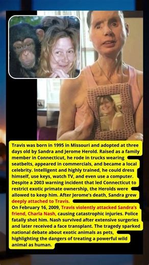 TRAVIS THE CHIMP: WHEN A PET BECAME A TRAGEDY