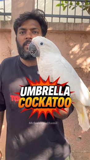 Umbrella cockatoo💥 #umbrellacockatoo