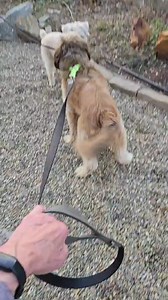 Tibetan Terrier Rescue on Reels