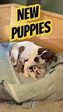Your Dog NEEDS This!