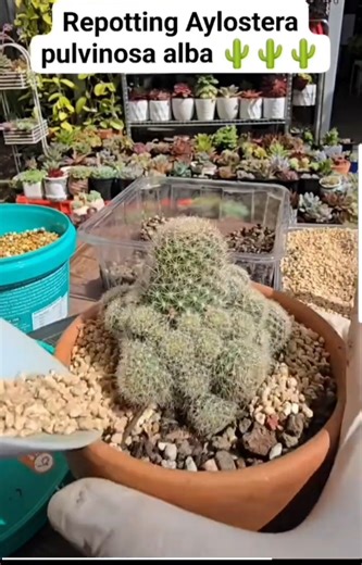 repotting cactus