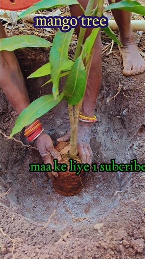 mango tree 🥭🥭 |#mangotree #shortsfeed #shorts #youtubeshorts