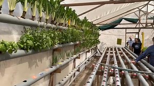 Debido a su capacidad para mejorar la seguridad alimentaria, la hidroponía tiene una gran importancia en el Perú. Por ello, hoy visite Hidropónika SAC de La Molina, en el inicio de la Semana de Representación de mayo, donde conocí el proceso de cultivo sin suelo. | Roberto Chiabra