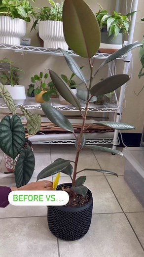 TikTok - Make Your Day