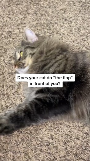 Understanding Cat Behavior: The Flop Explained