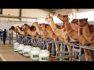 World Biggest Modern Camel Dairy Farm ll Machine Milking of Camel ll Camel Hand Milking