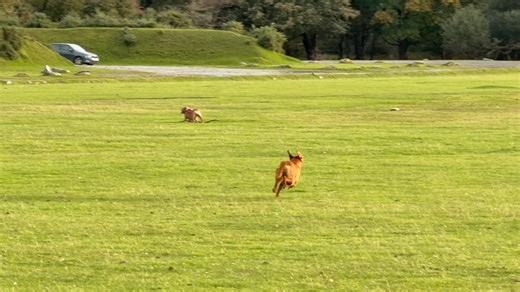 4.2K views · 84 reactions | Real dog training for real situations....