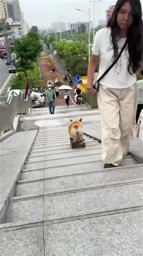 Skate Bark Corgi! 🐶 🎥📸: ​⁠pitaoqvt6h8 on TikTok #shorts