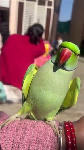 Cute Parrot Talking Mitthu Bete🥰🦜#clear voice #so inteligent parrot #shortvideos #youtubeshorts vlog
