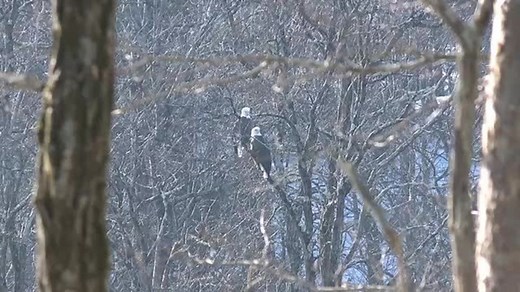 Delaware Highlands Conservancy/Eagles