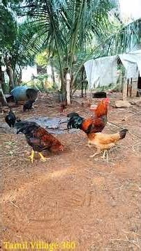 லாபம் தரும் நாட்டுக்கோழி வளர்ப்பு #tamilvillage360 #trending #farming #கோழிவளர்ப்பு #agri #chicken