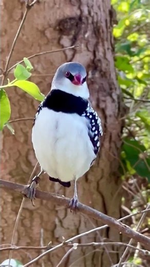 Diamond finch dancing