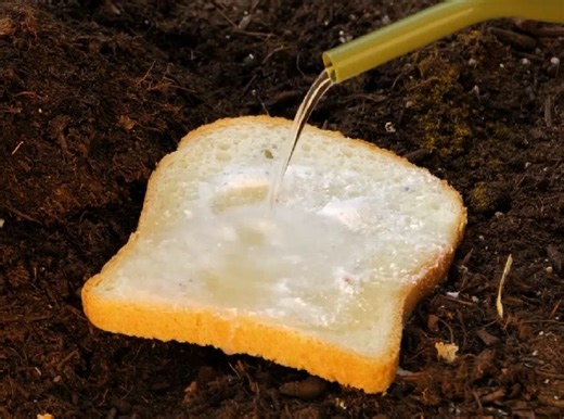 Simple Tips to Keep Your Home Pest-Free | 3-Minute Hacks