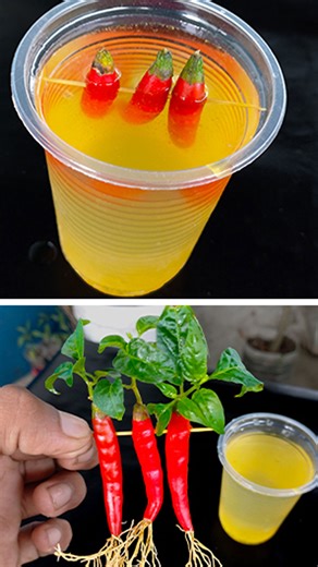 11K views · 30 reactions | How to propagation chili tree from chili fruit || Easy way in water //#highlights #short #reels | Rana Craft | Facebook