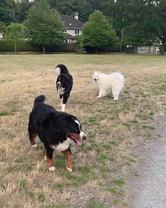 (Turn your sound on to hear Momo’s howl!) As some of you know, Momo’s actually the alpha of our pack. We recently took Bear and Momo to the dog park, where Bear met dogs bigger than him for the very first time. Bear was intrigued and started playing with one of them. Momo, not sure of what was going on, came running over to protect Bear 😂 | Loki & Friends