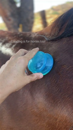 I’ve been practicing cupping on horses equally as long as humans! #sportsphysio #selfcare