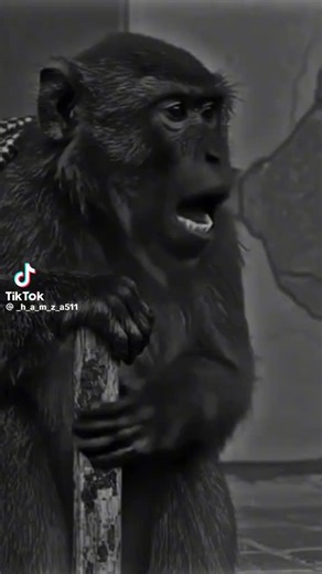 Videos de suiusisusu (@siiiiiiuiu) con “sonido original - suiusisusu”