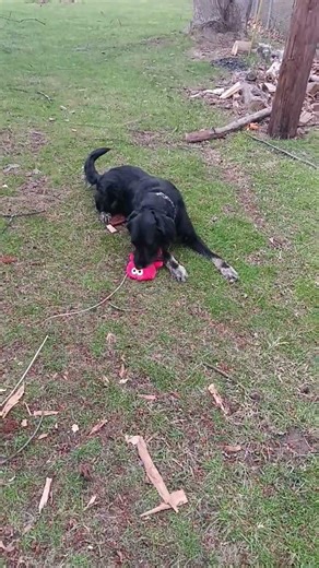 Ozzie plays with his Elmo toy #dog