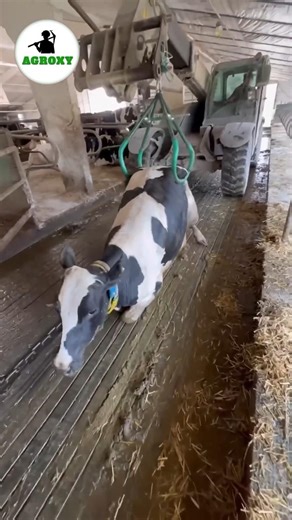 Indian VS American dairy farms Video -1 #dairyfarming #farming #facts #cow