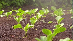 Irrigation, watering young seedlings of cabbage and tomatoes in dry soil, plant care, concept of environmentally friendly product. Watering seedlings due to drought Stock Video
