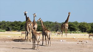 Upgraded Night Vision Monocular Digital Infrared Monocular Telescope for 100% Darkness with 8X Zoom 2000mAh Rechargeable Battery Tripod 32 GB SD Card & Card Reader, for Adult Hunting Camping