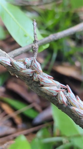 Oak tree hopper bug in Florida. 😳 I've never noticed these before!