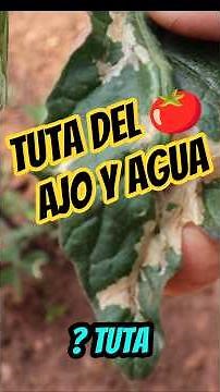 Say GOODBYE to the Tomato Leafminer