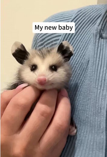 Socially Awkward and Adorable Opossum Moments