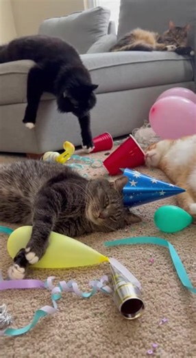 Funny Cats Celebrate at the After Party
