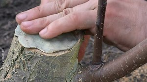 Fresh wound of the tree is covered with healing ointment. Healing of the tree. Garden worker smearing curative salve on a trunk. Caring for the environment. Stock Video