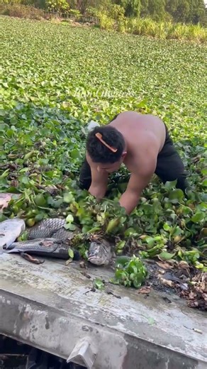 Pick up stranded fish #fishing #fishpetfun #freshwaterfish #fishingvideo #carpfishing #fishspecies