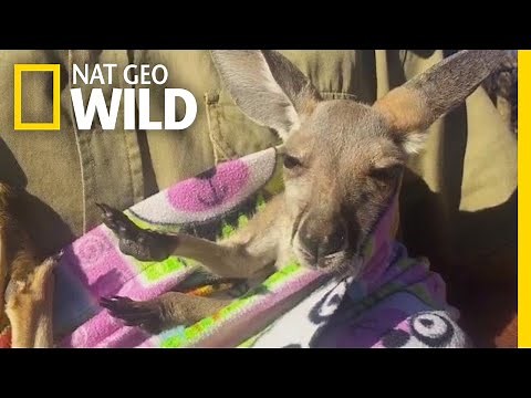 Rescued Baby Kangaroo Chills in a Homemade Pouch | Nat Geo Wild