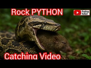Rock python / Snake Saver / Snake 🐍 Hunting Video